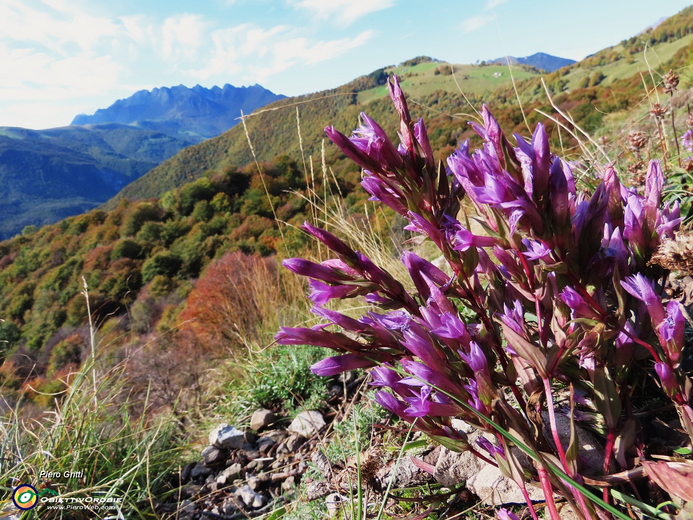 50 Gentianella anisodonta (Genzianella anisodonta) con vista verso la Sella e il Resegone.JPG